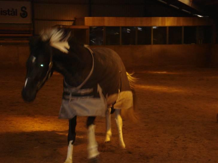 Pinto Melanie [solgt] billede 5