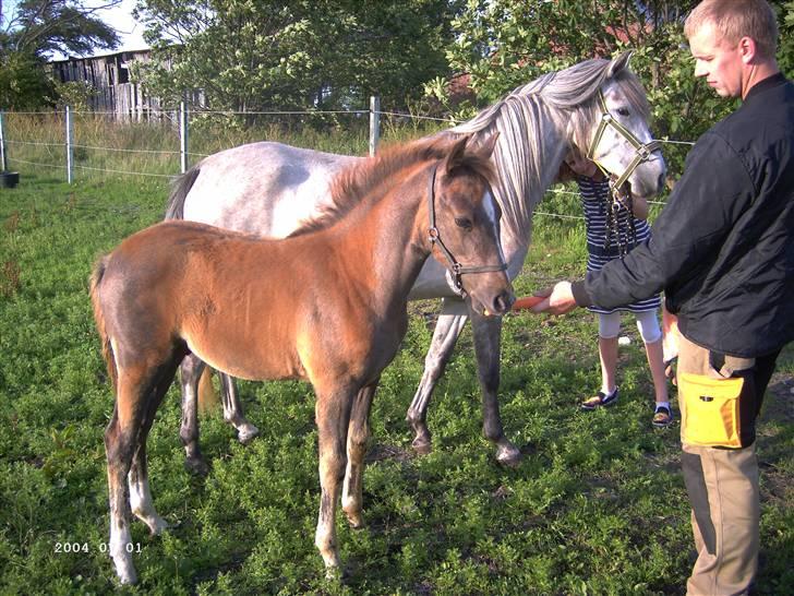 Cruzado solgt billede 1