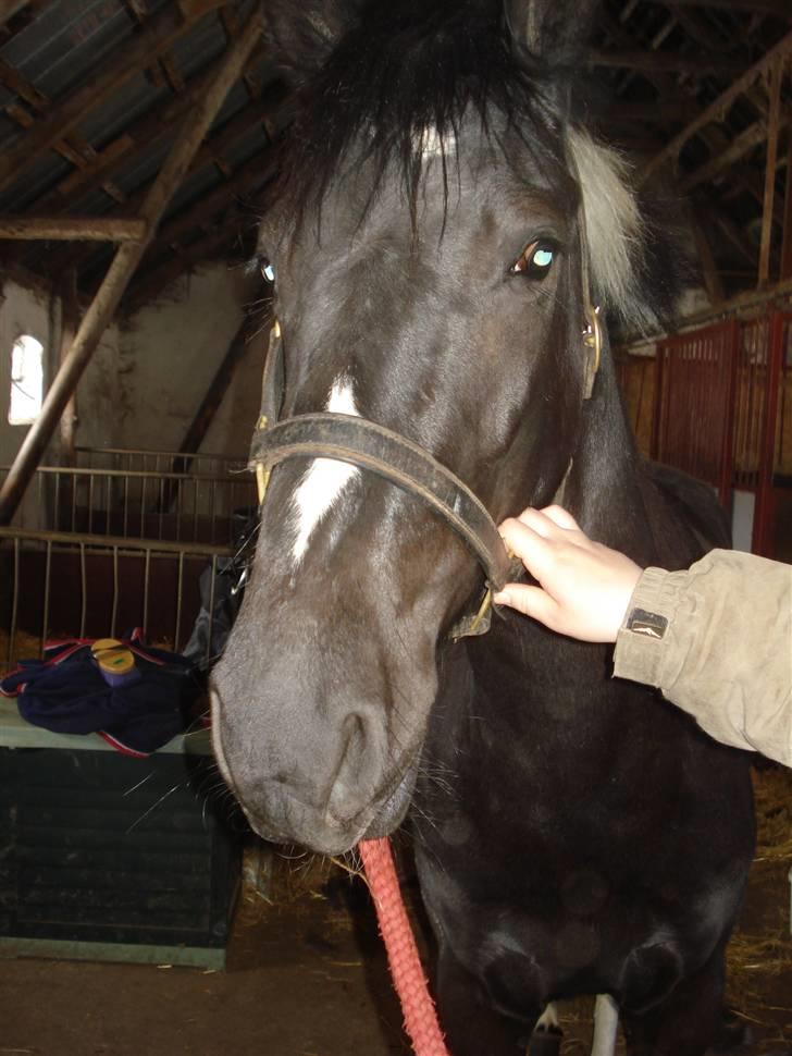 Pinto Melanie [solgt] billede 6