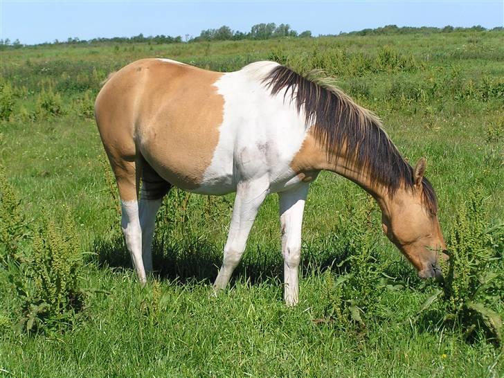 Pinto Østermarkens Adrienne billede 19