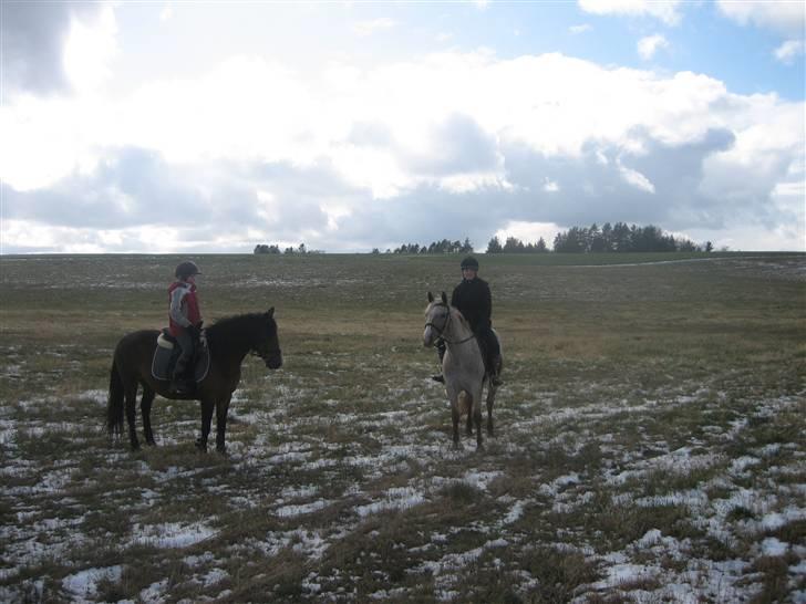 Anden særlig race Athene billede 16