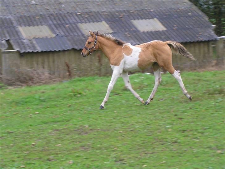 Pinto Østermarkens Adrienne - Adrienne er lige blevet taget væk fra Ginger :S Men her går hun trav, som i kan se :) billede 20