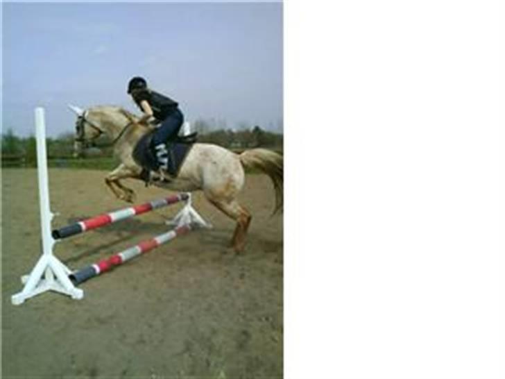 Anden særlig race Athene - På tur sammen med Milkyway.. <3 billede 17