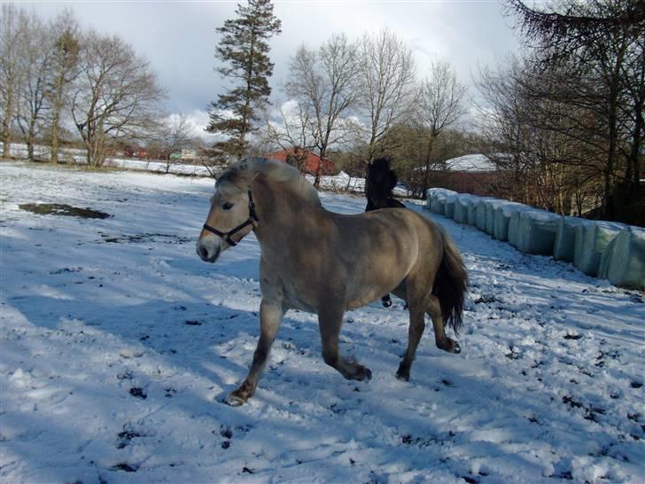 Fjordhest bell - Bell i sneen d.24 marts 08 billede 20