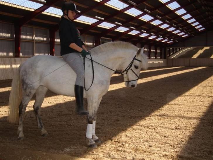 Connemara Dusty SOLGT billede 2