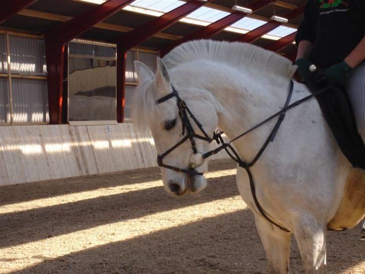 Connemara Dusty SOLGT billede 3