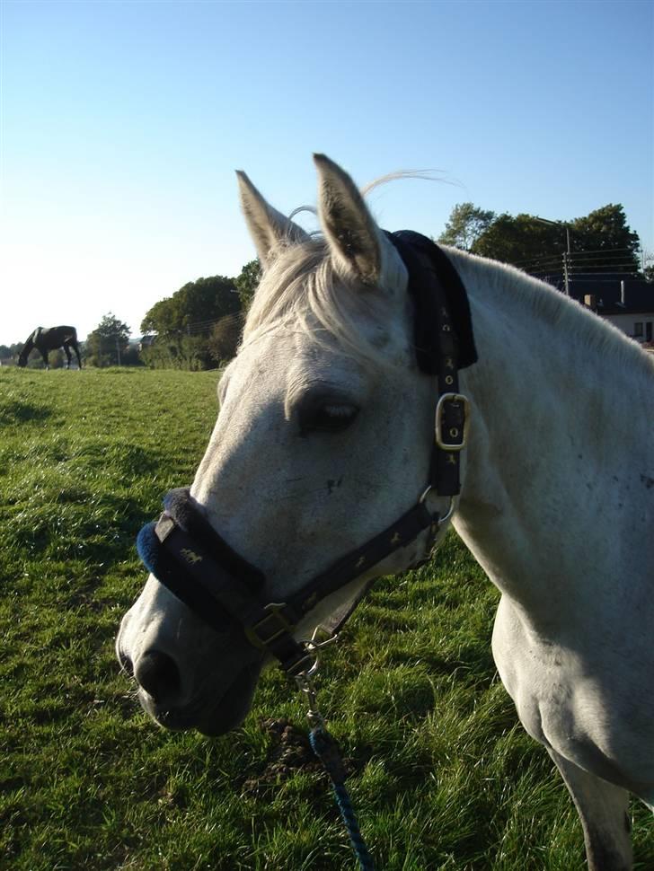 Connemara Dusty SOLGT billede 4