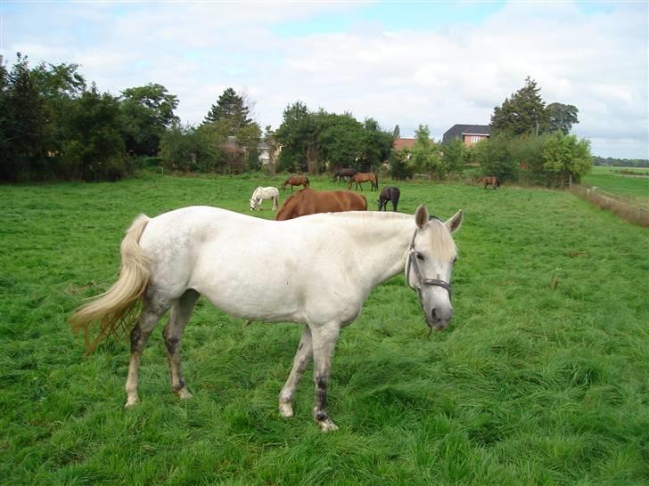 Connemara Dusty SOLGT billede 5