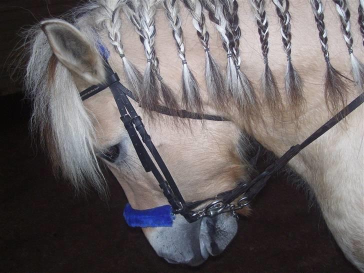 Fjordhest Claus - Claus <3 billede 8