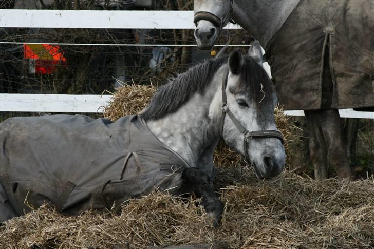 Lipizzaner Louis Vuitton (solgt) billede 10