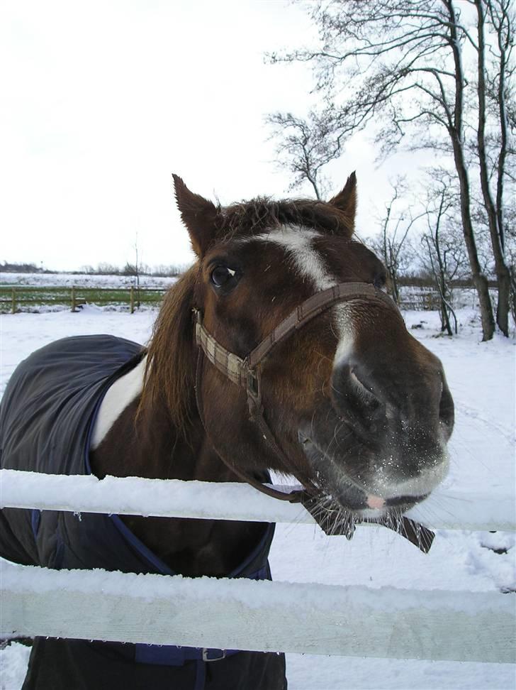 Anden særlig race Charlie *B-PONY* **R.I.P D. 13.03.2012** - Det er så djeligt med lidt sne...syntes lige jeg skulle smile til fotografen... billede 9