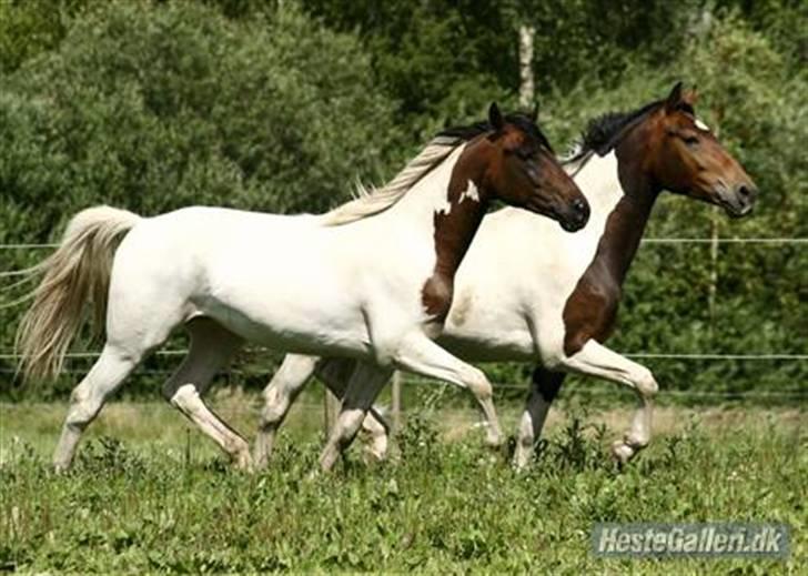 Pinto Lundhøjgårds Intermezzo - Wiz og Mezzo i samme takt  :D billede 6
