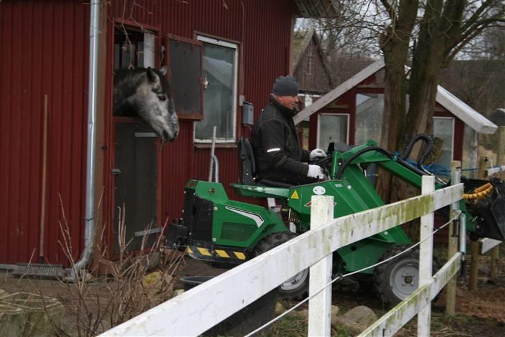 Lipizzaner Louis Vuitton (solgt) billede 11