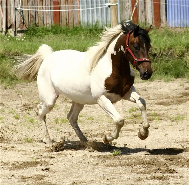 Pinto Lundhøjgårds Intermezzo - I fuld gallop :-) Foto: Line billede 7