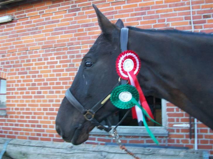 Trakehner Knobelsdorff - rosetterne fra kongsvad 19 april 2009 billede 19