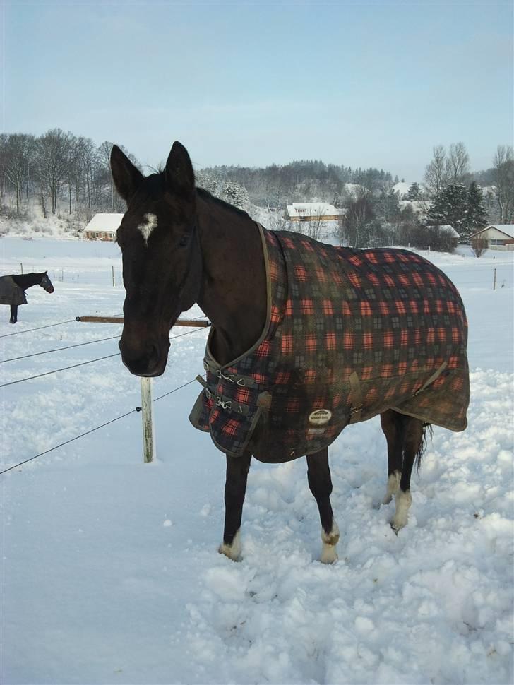 Trakehner Knobelsdorff - vinter 2010 billede 20