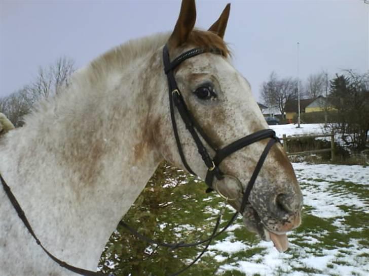 Anden særlig race Tempo Max billede 6