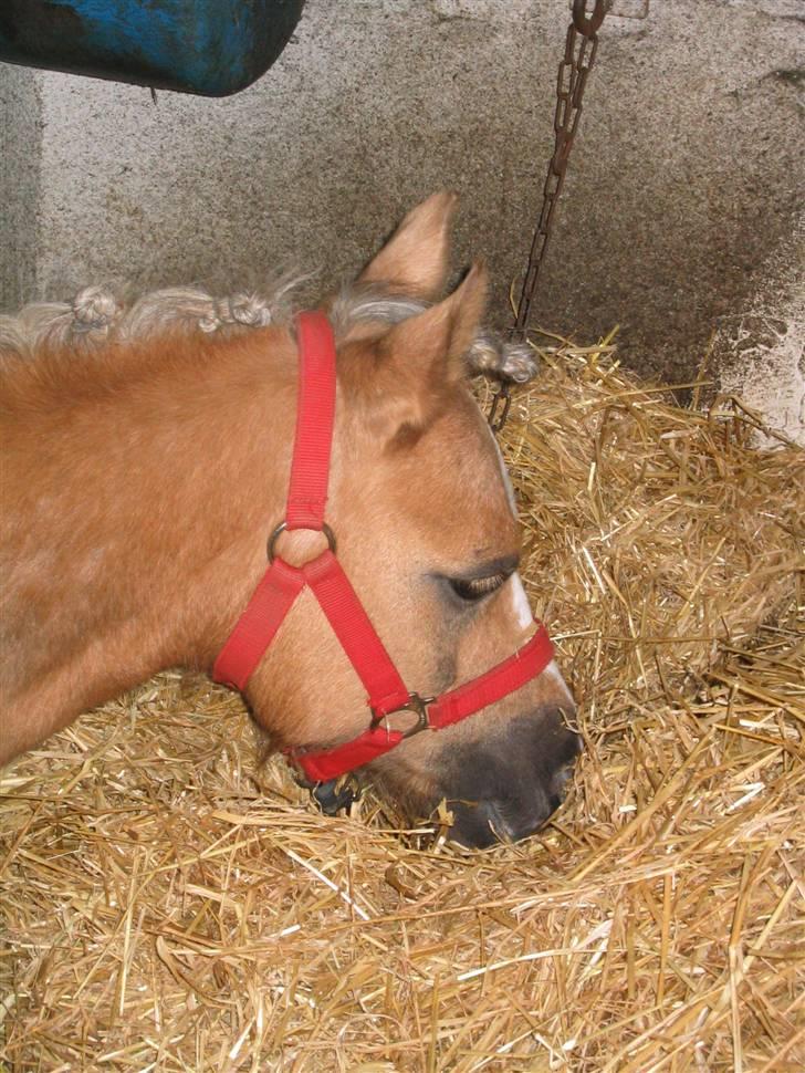 Anden særlig race Jamaica(red før sommer08) - Jamaica´s smukke hoved :DD foto: mig billede 4