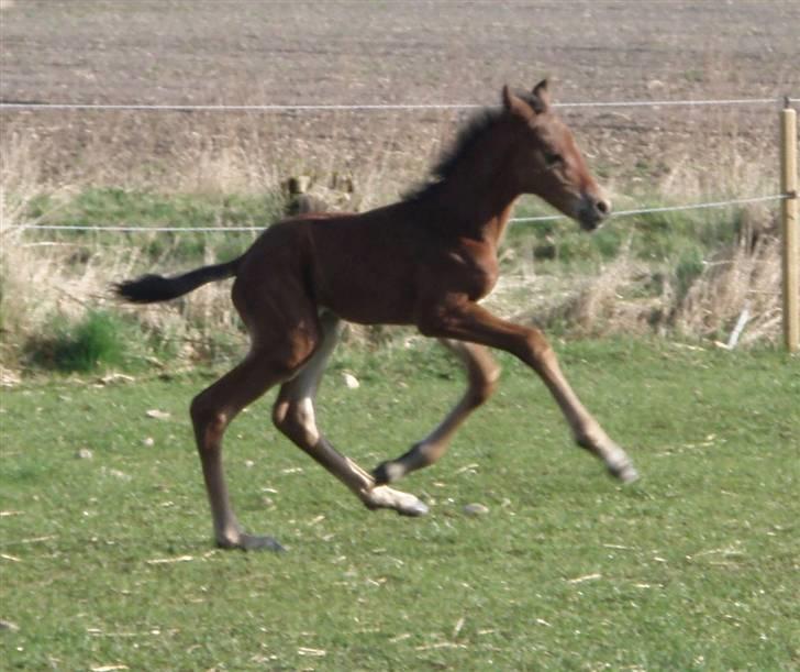 Anden særlig race "Golden Donnagan"  - Donnagan  2 dage gammel, første gang ude :) han hænger stadig meget bag til:) billede 16