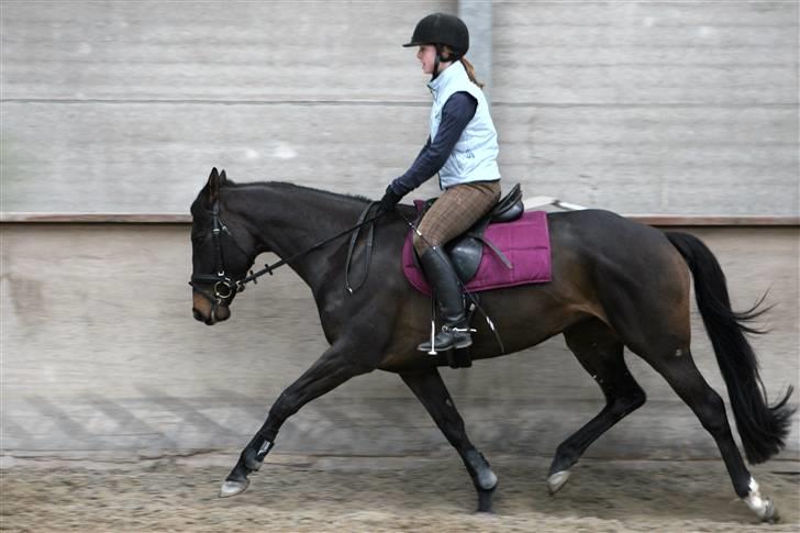 Hollandsk Varmblod Wild Rose - Solgt - Traening d. 23 Marts, ´08 billede 6