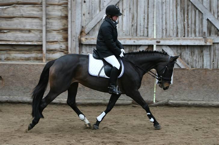 Hollandsk Varmblod Wild Rose - Solgt billede 7