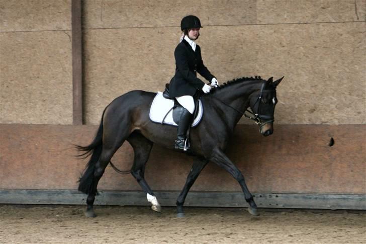 Hollandsk Varmblod Wild Rose - Solgt billede 8