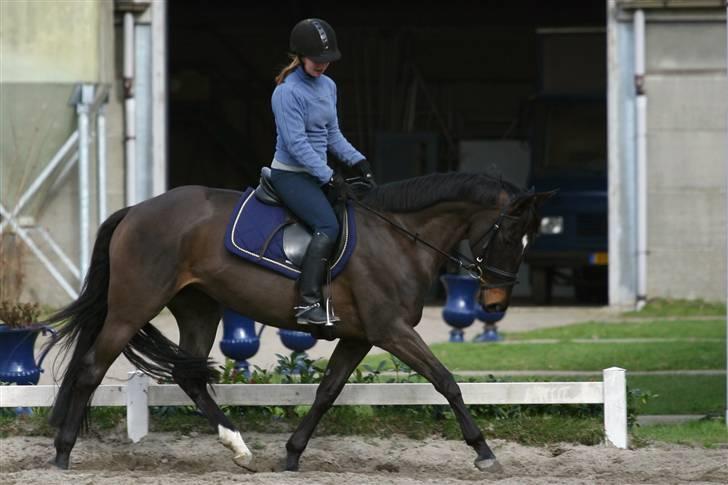 Hollandsk Varmblod Wild Rose - Solgt billede 9