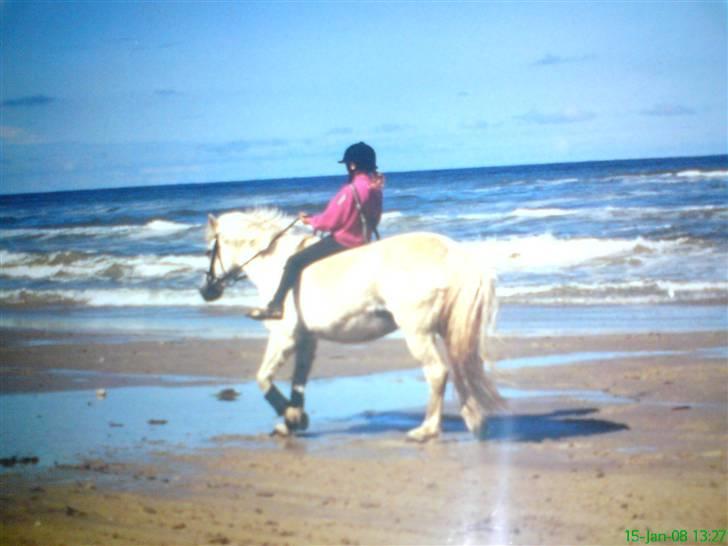 New Forest Bella - Vittrup strand 2003 billede 20