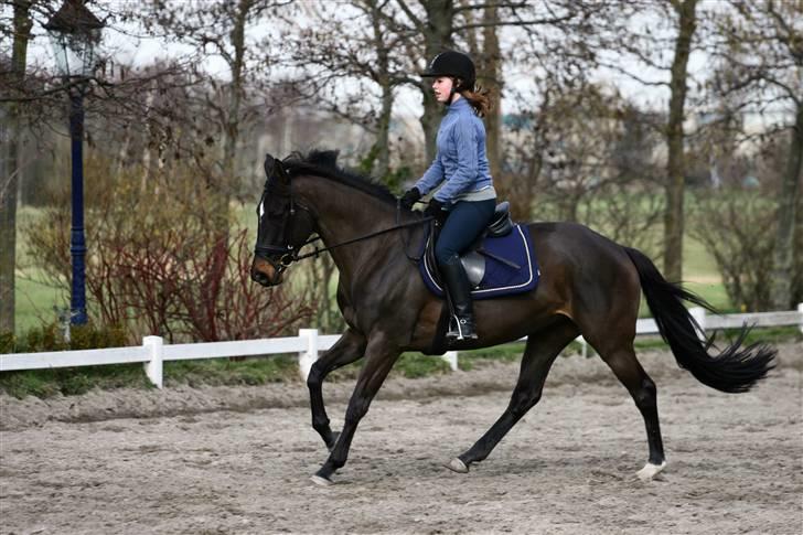 Hollandsk Varmblod Wild Rose - Solgt billede 10