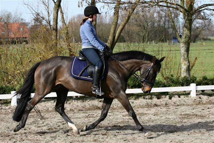 Hollandsk Varmblod Wild Rose - Solgt billede 11