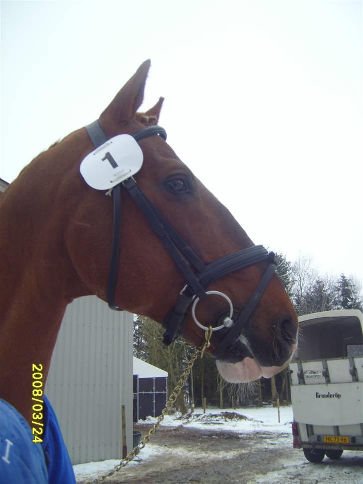 Frederiksborg Sæddings Brutus - Til Hingstedag 2008 billede 10