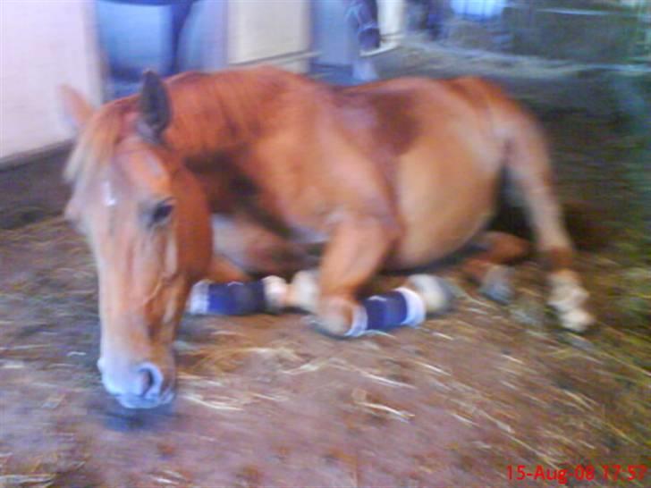 New Forest Vannetie - her er vi så igen :) billede 14