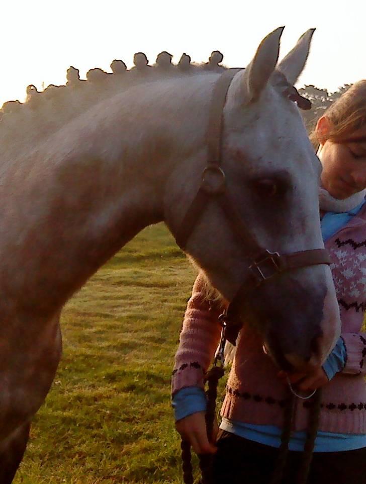 Arabisk fuldblod (OX) Saybia (solgt..) - smuuukke. billede 20