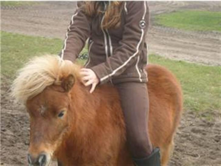 Shetlænder - Tango  †  Min engel!  † - Uden udstyr:) billede 7