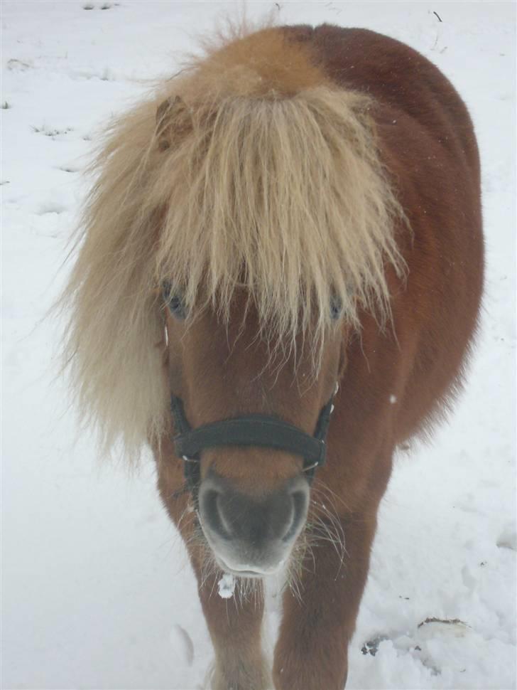 Shetlænder - Tango  †  Min engel!  † billede 8