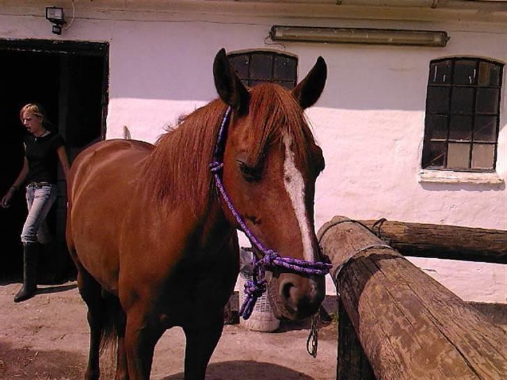 Anden særlig race Everest<3 SAVNET! - Ja dejlig sol. i sommers 2007. billede 4