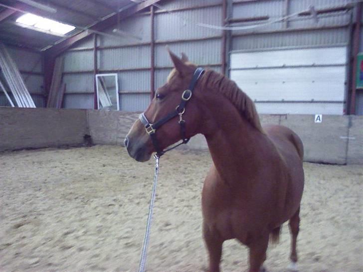 New Forest Vannetie - er hun ikke smart ;) billede 15