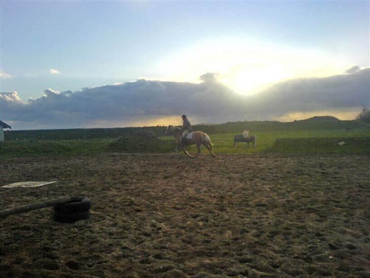 Tyroler Haflinger Fenny billede 17