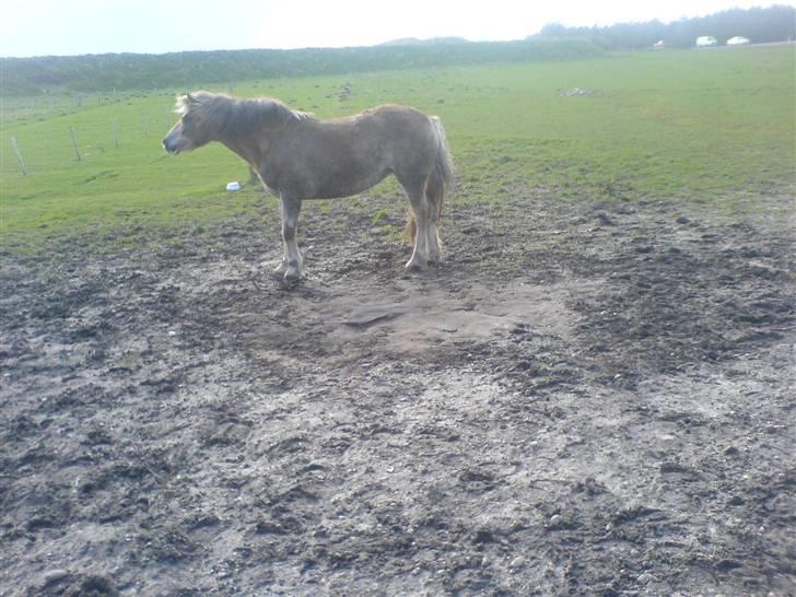 Tyroler Haflinger Fenny - efter en dejlig rulletur :-) billede 18