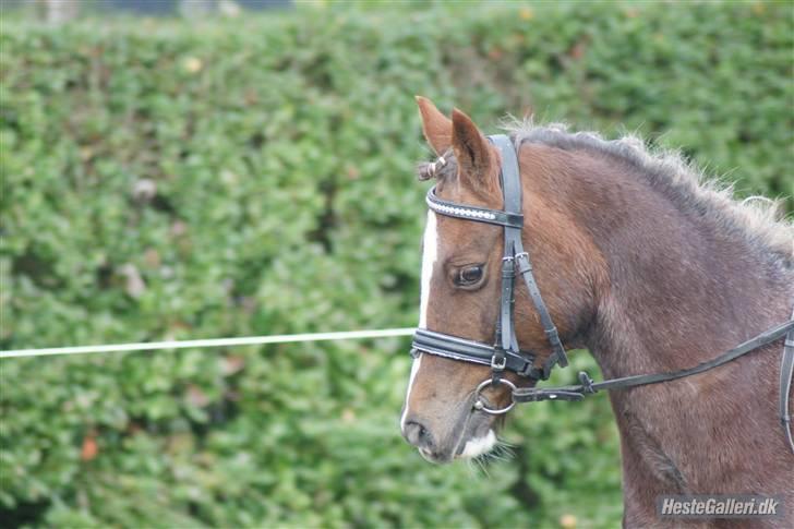 Welsh Pony (sec B)  D.B Tinka ( SOLGT) billede 10