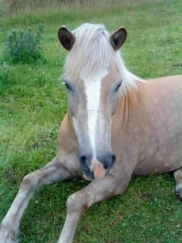 Tyroler Haflinger Fenny billede 19