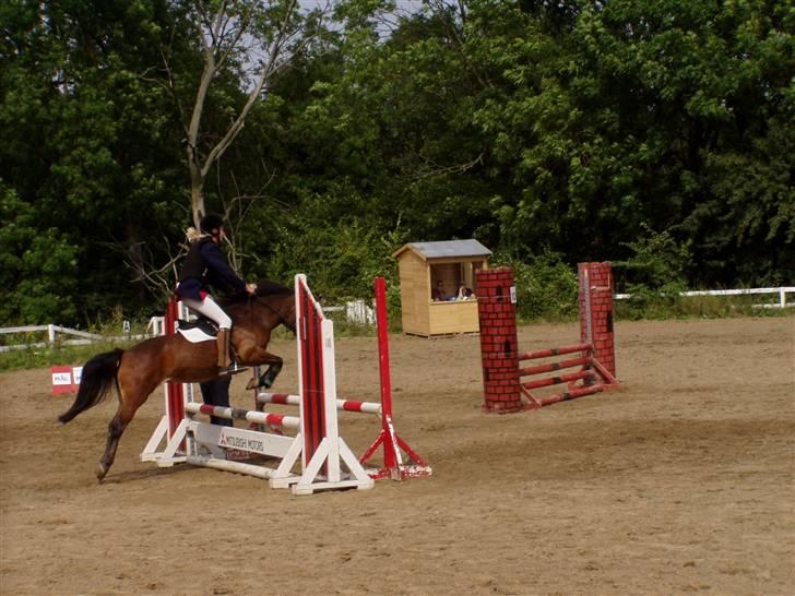 New Forest Team Sødrings Kitti billede 1