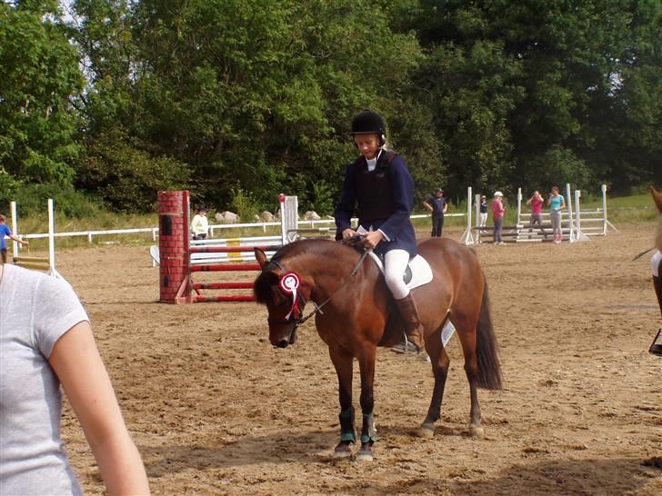 New Forest Team Sødrings Kitti billede 5