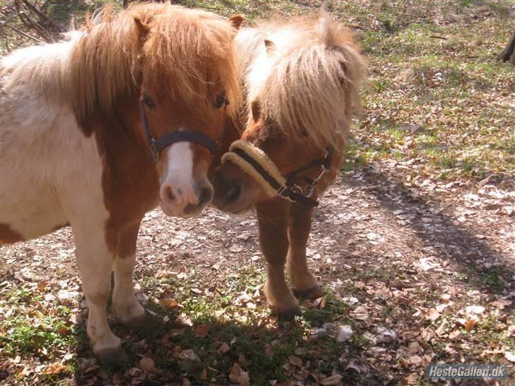 Shetlænder - Tango  †  Min engel!  † - Prins og Tango i skoven :D Sååå hyggeligt :) billede 9