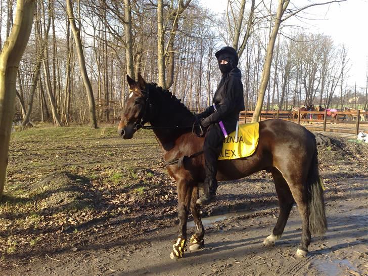 New Forest Gay Count Alexander - her er vi ninjaer til fastelavn..  billede 1