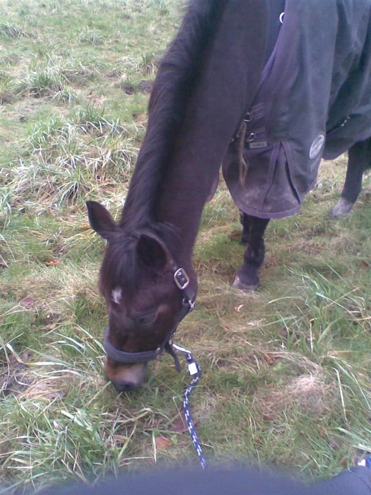 New Forest Gay Count Alexander billede 4