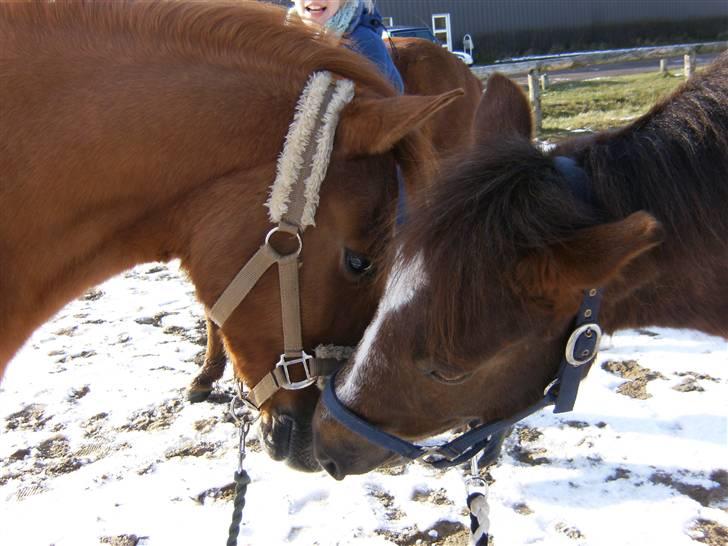 Anden særlig race Buster - GAMMEL PART - Nurh Busse & Joy goode venner (nogengange;D)<3 billede 15