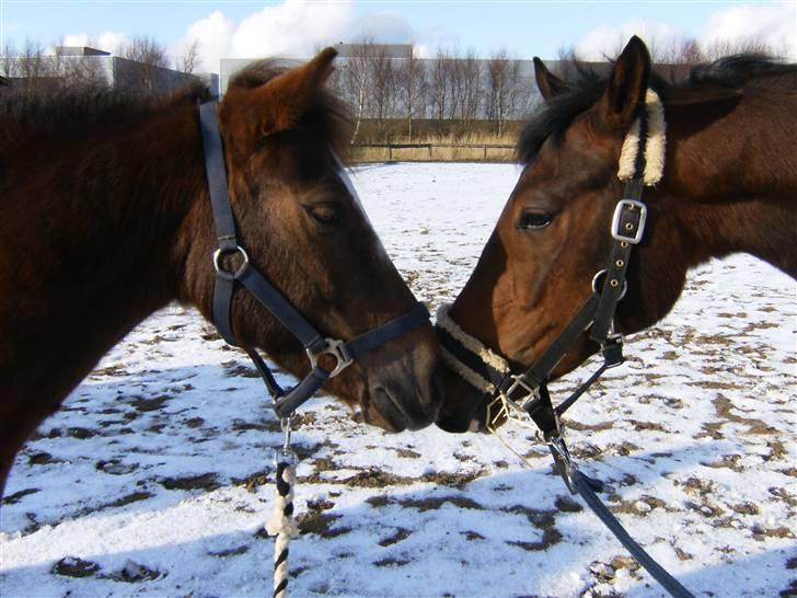 Anden særlig race Buster - GAMMEL PART - Buster & Mellenium?<3 billede 16