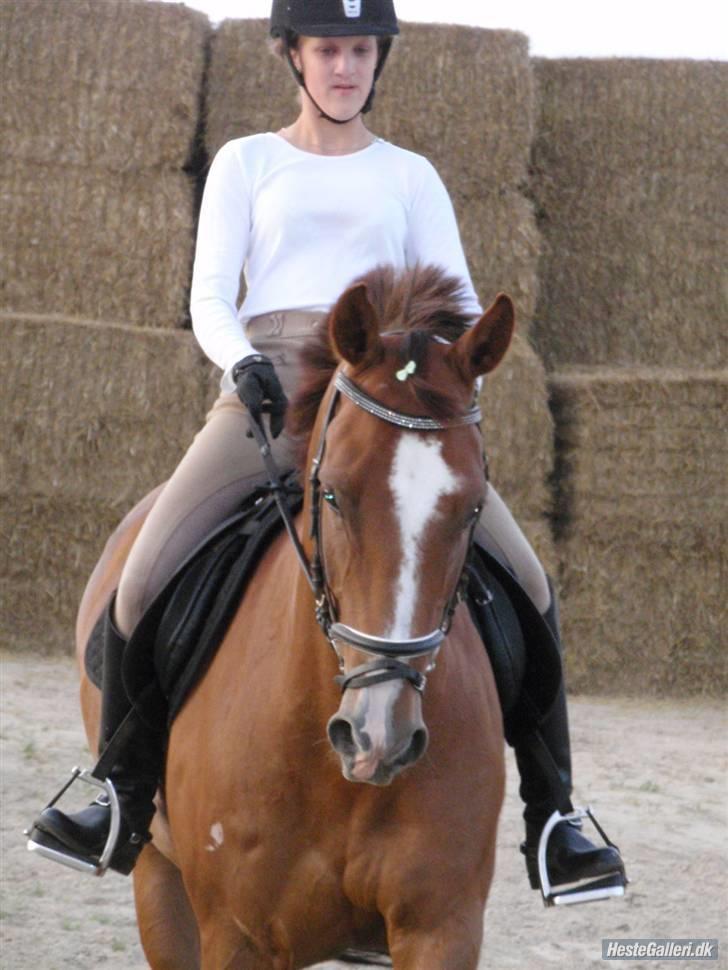 Anglo Araber (AA) R-Tex Pebbles Oscar - Velkommen til Oscars Profil <3 billede 8