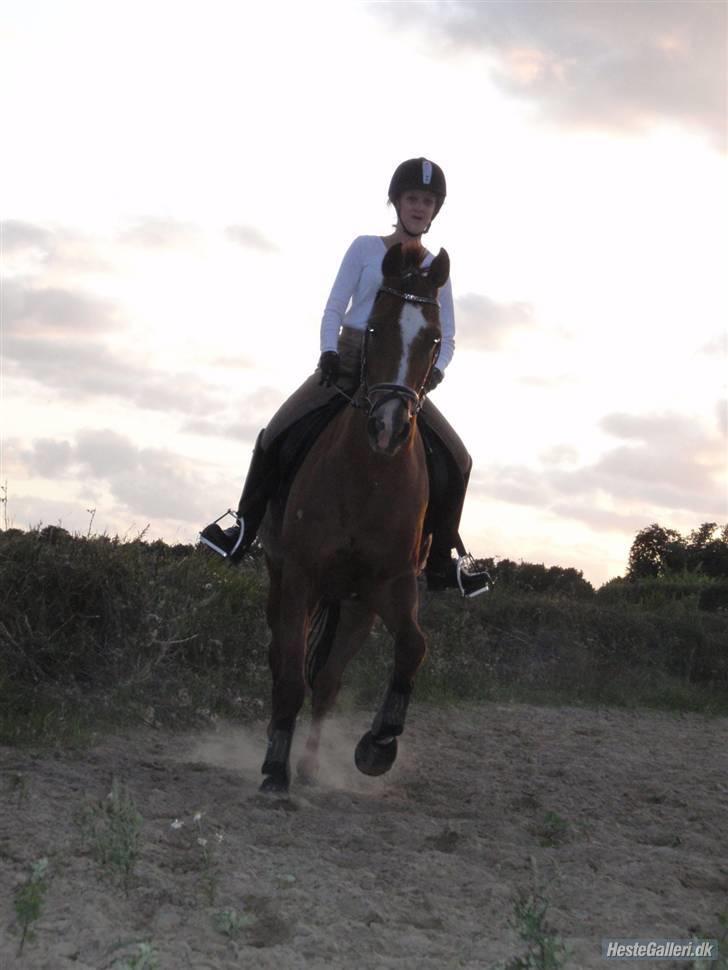 Anglo Araber (AA) R-Tex Pebbles Oscar - Træning :D Foto: Signe R billede 13
